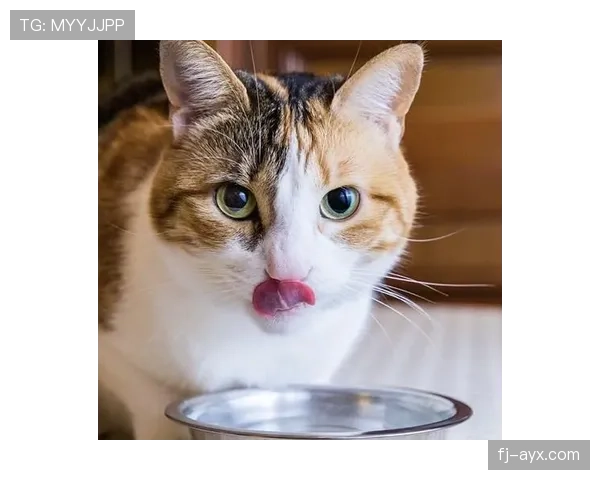 辛德hu一天吃12顿饭？